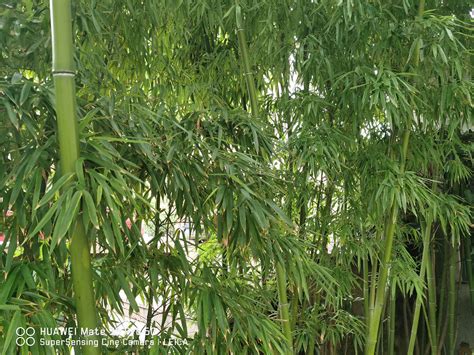 陽台種竹子